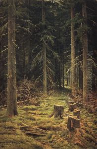 Coniferous forest