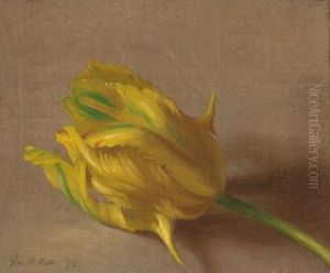 Tulip