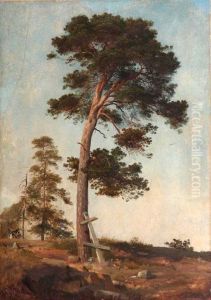 A Pine on Valaam. Study