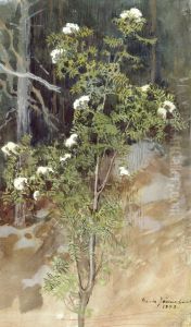 White rowan