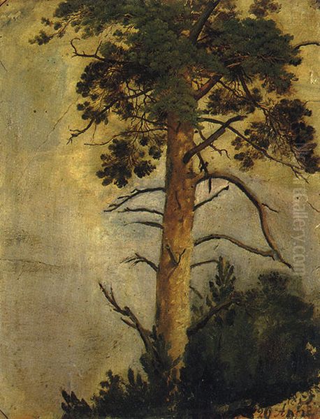 A Pine on a the Rock Oil Painting by Ivan Shishkin