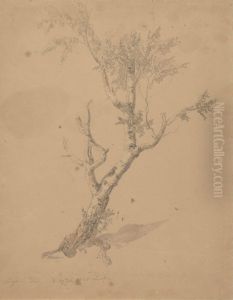 Study of a birch tree