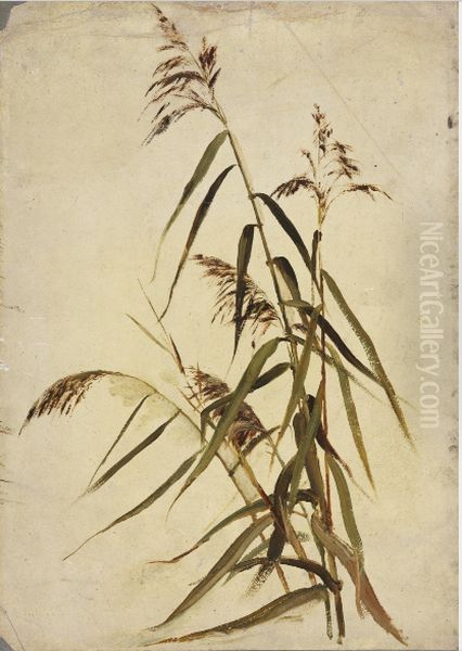 A Grass Plant Oil Painting by Nathaniel Hone the Younger