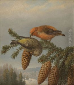 Kapylinnut (fi); Crossbills (en); Korsnabbar (sv)