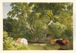 Cows standing in a Stream