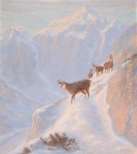 Chamois Dans La Neige
