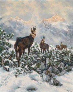 Gemsen Im Winter