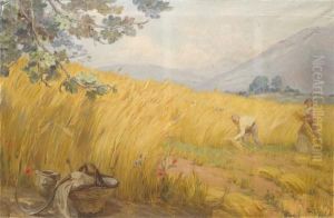 La Raccolta Del Grano