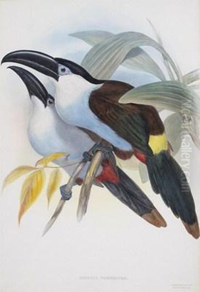 Exotic Birds Oil Painting by Gould John H. & Richter H. Const.