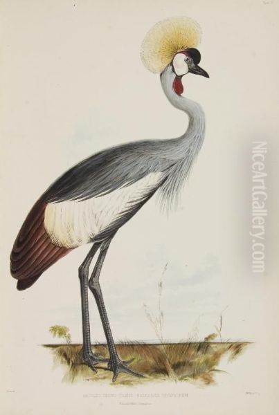 Gleanings From The Menagerie And Aviary At Knowsley Hall Oil Painting by Edward Lear