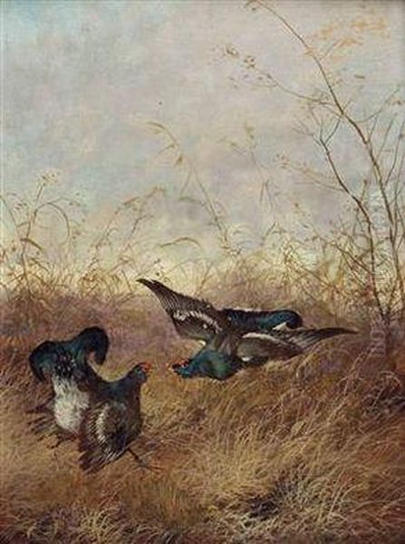 Kampfende Birkhahne Oil Painting by Max I Hanger