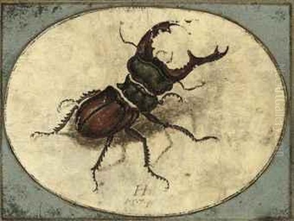 A Stag Beetle Oil Painting by Hans Hoffmann