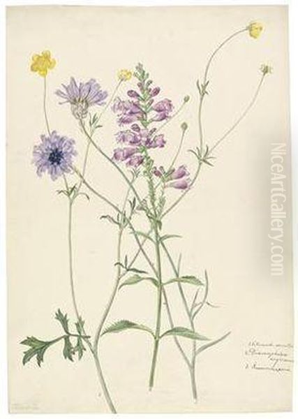 Catananche Caerulea Oil Painting by Joseph Knapp