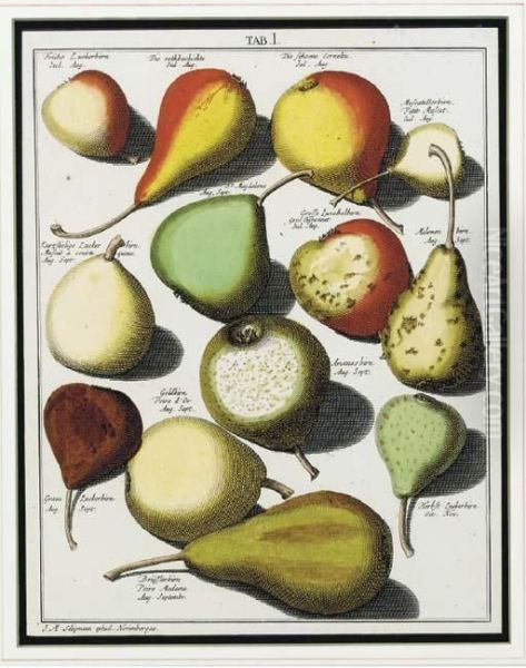 Pomologia: Five Plates Oil Painting by Johann Hermann Knoop