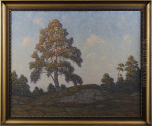 Tallar I Solnedgang