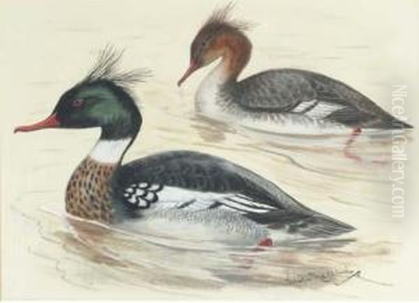 Scaup Ducks; Red Breasted Merganser; Longtailed Ducks; Andwaders Oil Painting by Lilian Medland
