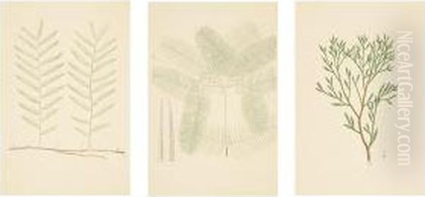 Banks' Florilegium: New Zealand Oil Painting by J.R. Miller