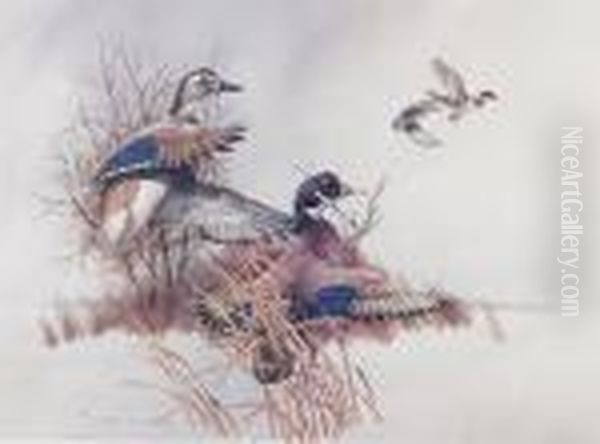 Ducks Oil Painting by Charles Murray