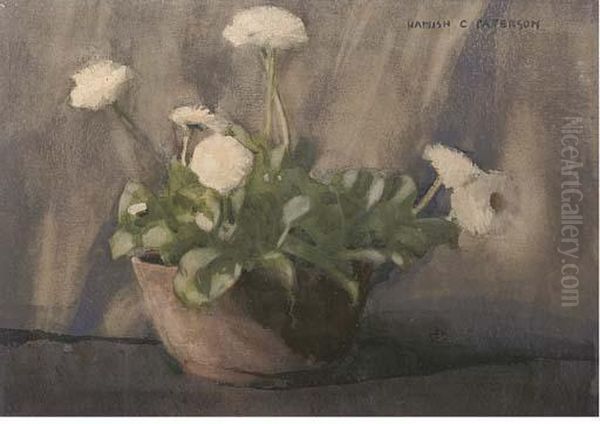White Ranunculus In A Pot Oil Painting by Hamish Constable Paterson