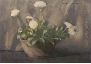 White Ranunculus In A Pot