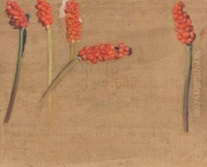 Etudes D'arums