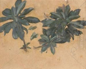 Etudes De Feuilles Vertes