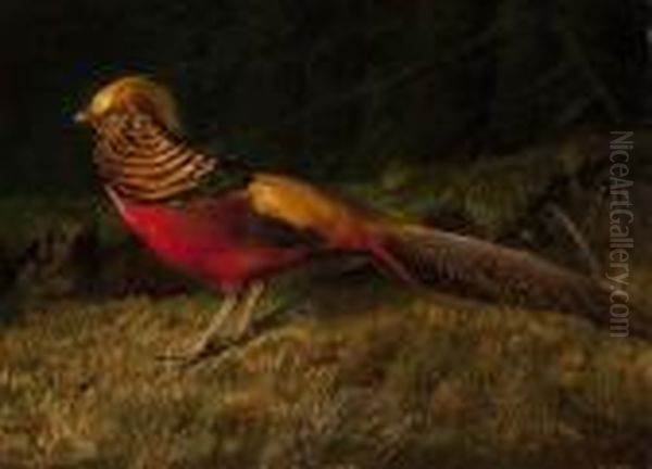 Golden Pheasant Oil Painting by Niels Pieter Rasmussen