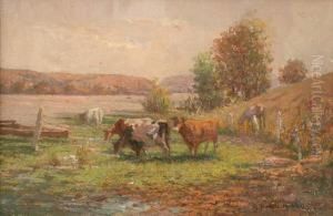 Cattle On The Nepean Hawkesbury