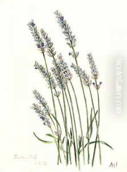 Lavendel Oil Painting by Albert Schafer-Ast