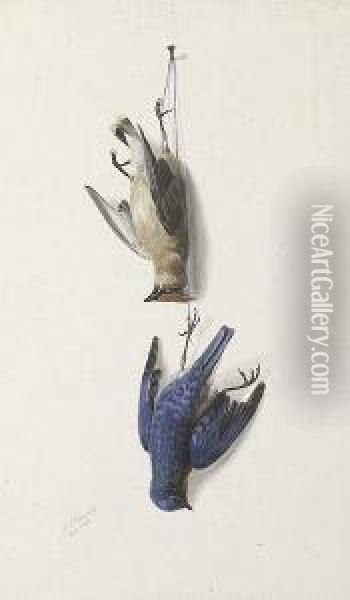 Nature Morte: Cedarwax Wing And Eastern Blue Bird Oil Painting - George Louis Viavant