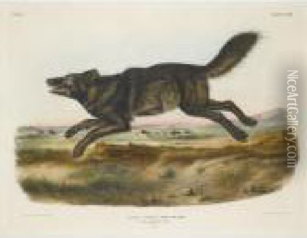 Black American Wolf Oil Painting - John James Audubon