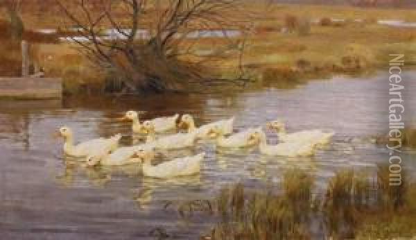 Ducks On The Water Oil Painting - Franz Grassel