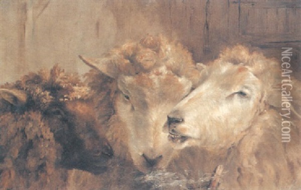 Study Of Sheep Oil Painting - Richard Ansdell