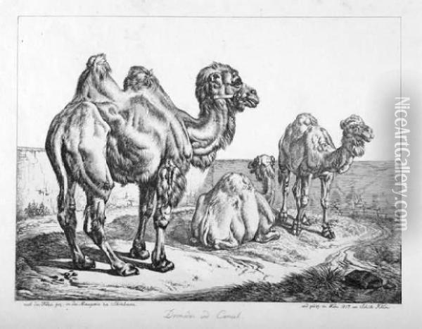 Dromedar Und Cameel - Camele Am Meeresstrand Oil Painting - Johan Adam Klein