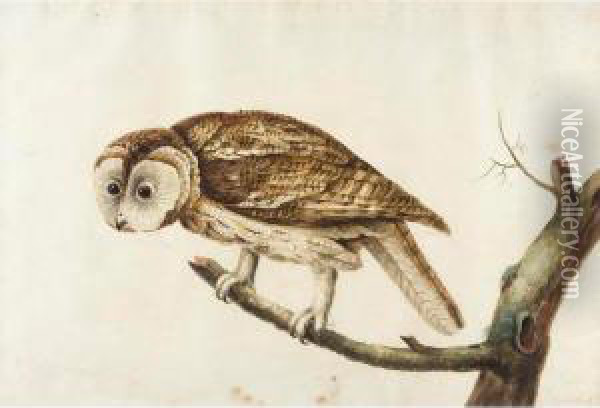A Tawny Owl On A Branch Oil Painting - Peter Paillou