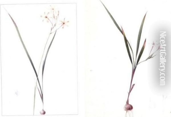 Gladiolus Inclinatus And Ixia Longifora: A Pair Of Drawings Oil Painting - Pierre-Joseph Redoute