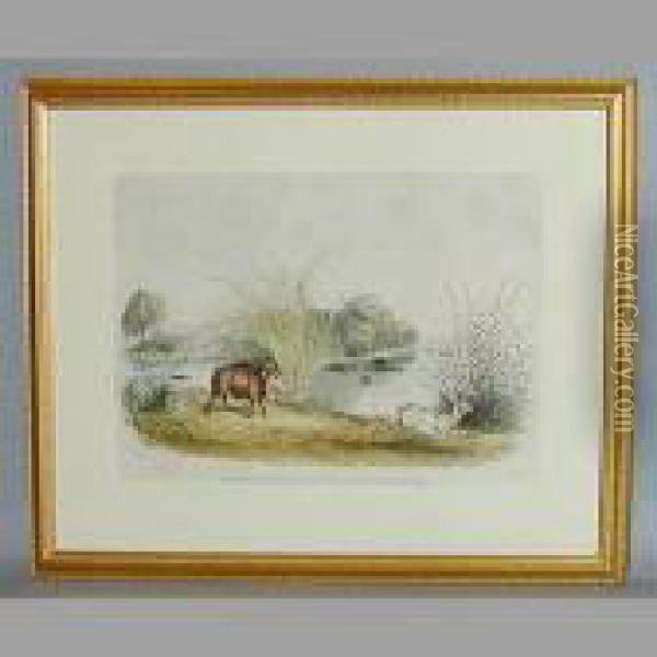 The African Wild Boar Oil Painting - William Harris Weatherhead