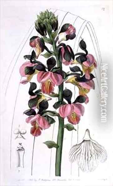 Orchis Lissochilus Roseus Oil Painting - Miss Drake