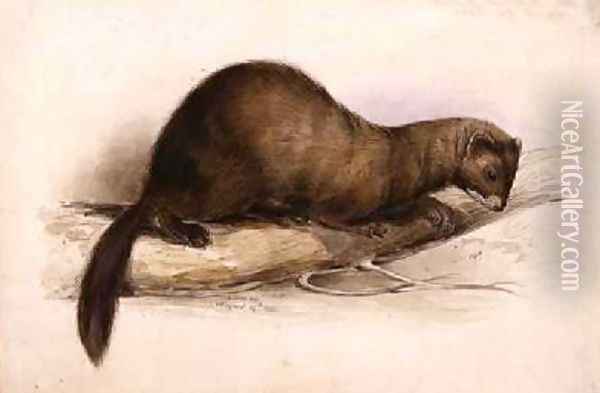 A Weasel Oil Painting - Edward Lear