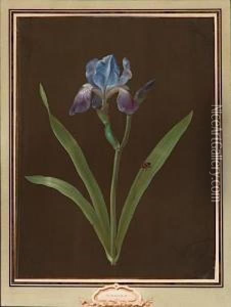 Etude D'iris Bleu Oil Painting - Christophe-Ludwig Agricola