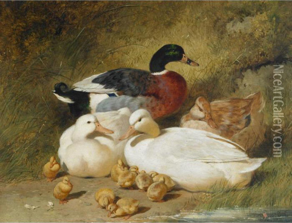Mallard Ducks And Ducklings Oil Painting - John Frederick Herring Snr