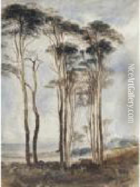 Scots Pines Oil Painting - Andrew Nicholl