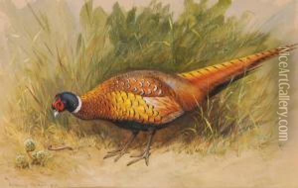 A Foraging Pheasant Oil Painting - Archibald Thorburn