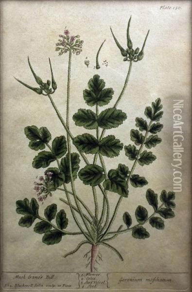 A Curious Herbal Oil Painting - Elizabeth Blackwell