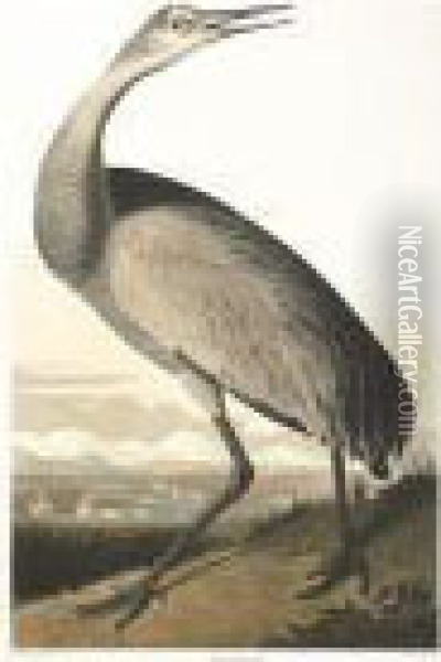 Hooping Crane (plate Cclxl) Oil Painting - John James Audubon