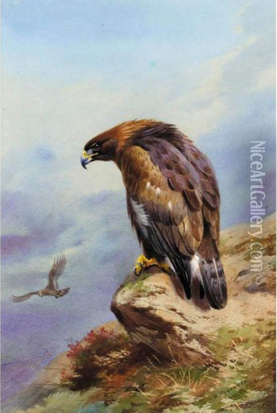 A Golden Eagle Oil Painting - Archibald Thorburn