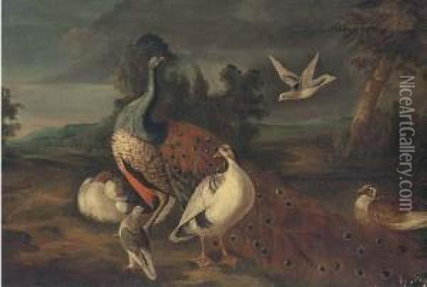 A Peacock Oil Painting - Marmaduke Cradock