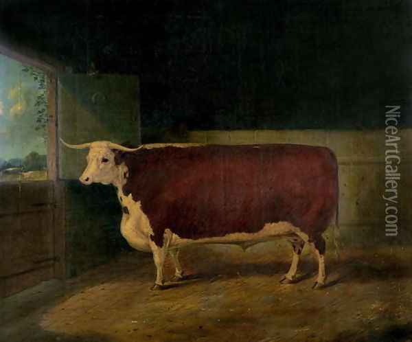 Portrait of a Prize Hereford Steer, 1874 Oil Painting - Richard Whitford