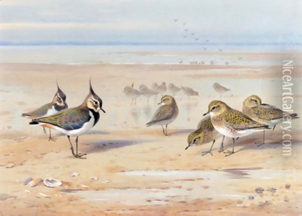 Lapwing And Golden Plover Oil Painting - Archibald Thorburn