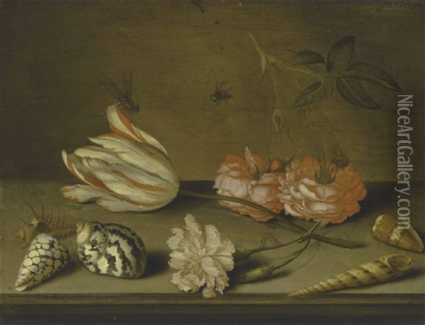 A Semper Augustus Tulip, A Carnation And Roses, With Shells And Insects, On A Ledge Oil Painting - Balthasar Van Der Ast